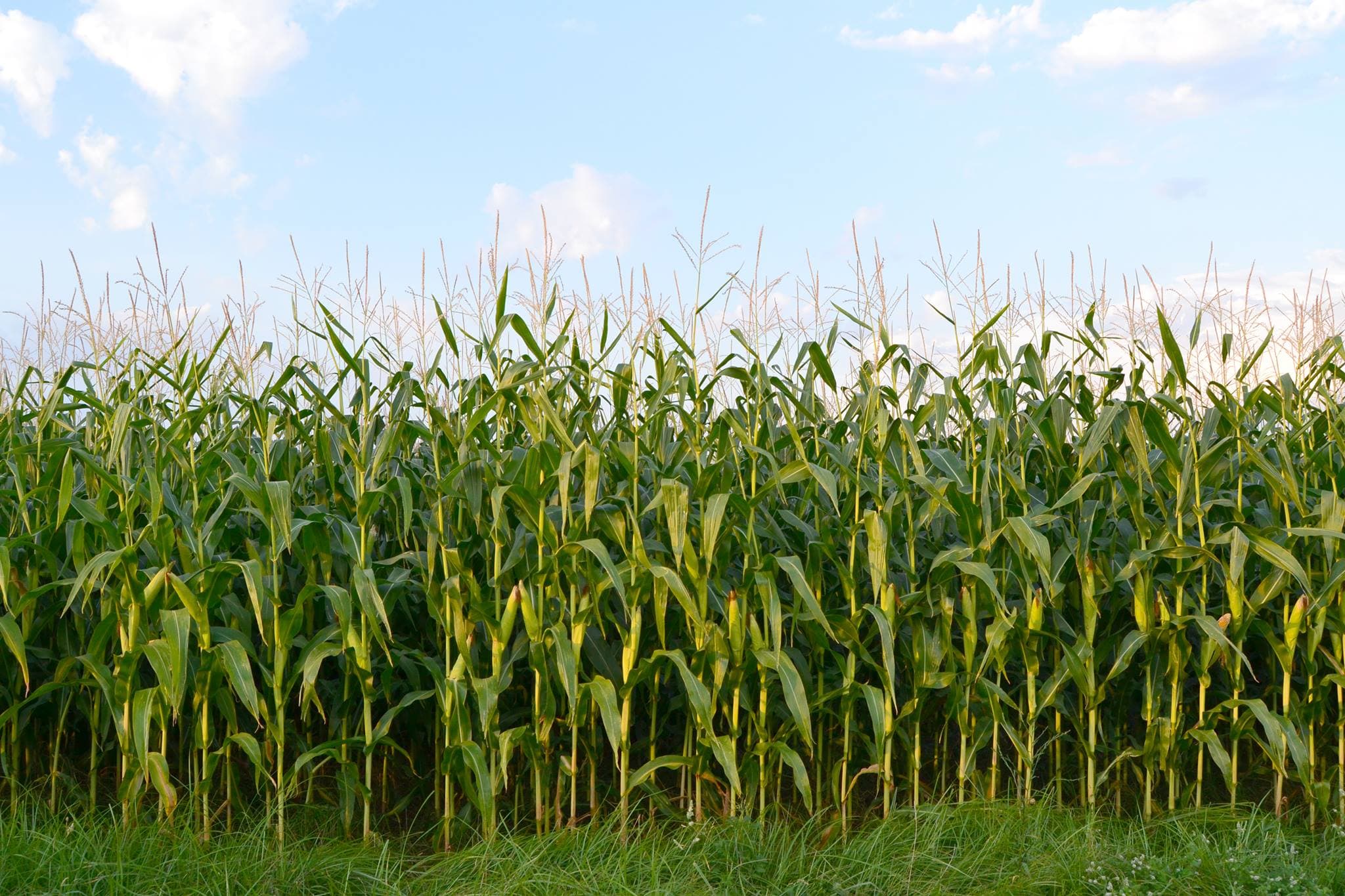 Machine Learning for Corn Ear Phenotyping
